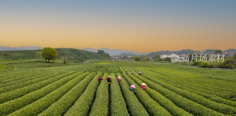 春天杭州西湖龙井茶园龙坞茶园