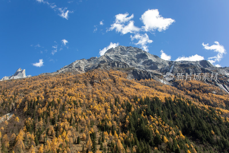 川西秋色，雪山与金色山林