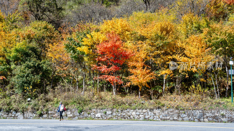 秋天的四川阿坝理县毕棚沟景区