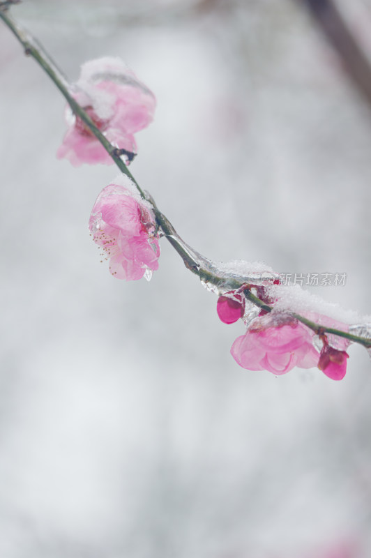 武汉东湖梅园雪中梅花盛开