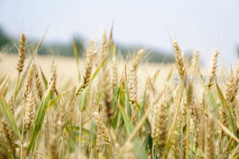 小麦，小麦种植，生长的小麦，麦田