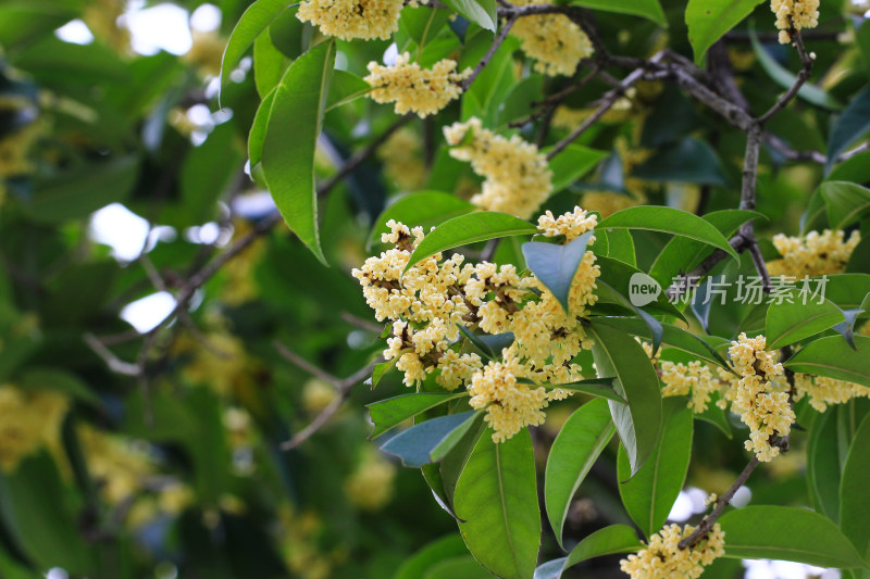 金桂花枝背景素材