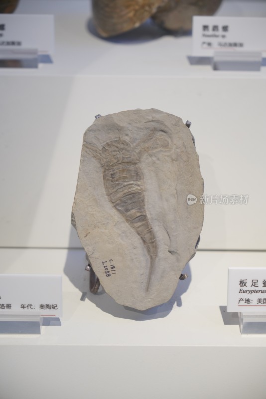 板足鲎化石标本