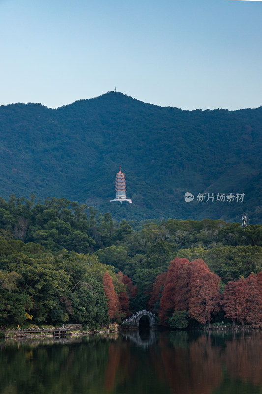 深圳仙湖植物园水杉林秋色