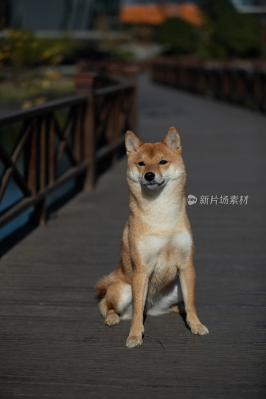 一只坐在栈道上的柴犬