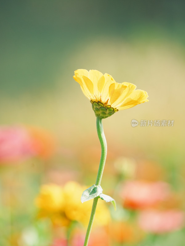 阳光下黄色百日菊特写