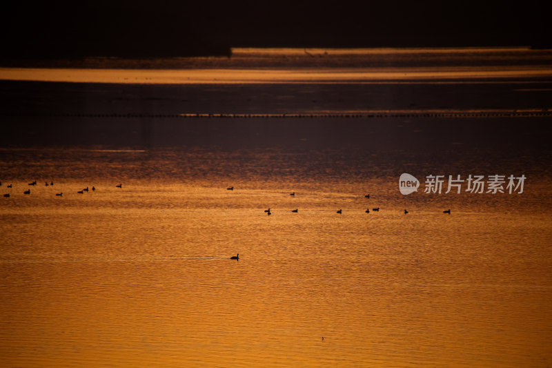 夕阳下水面上的鸟群晚霞