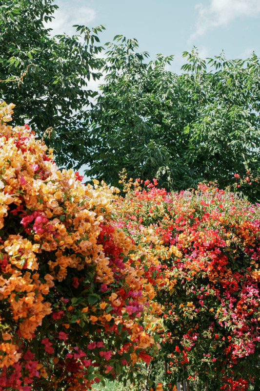 北京花乡公园三角梅