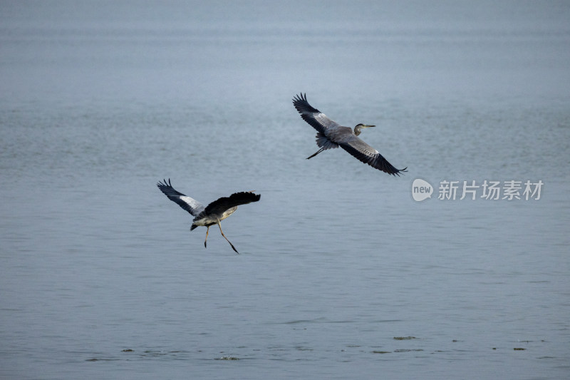 苍鹭在海面飞翔