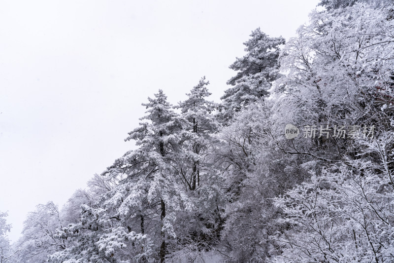 老君山下雪大山森林雾凇景观