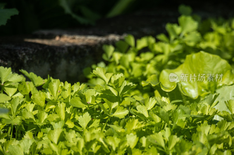 清晨田地里的芹菜