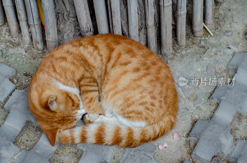 中国河南省洛阳白马寺大树下午休的猫