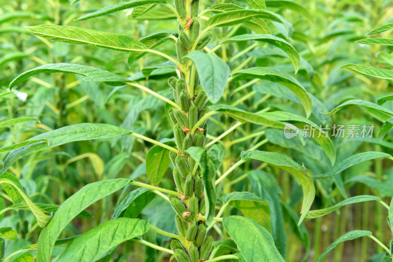 生长中的芝麻芝麻田