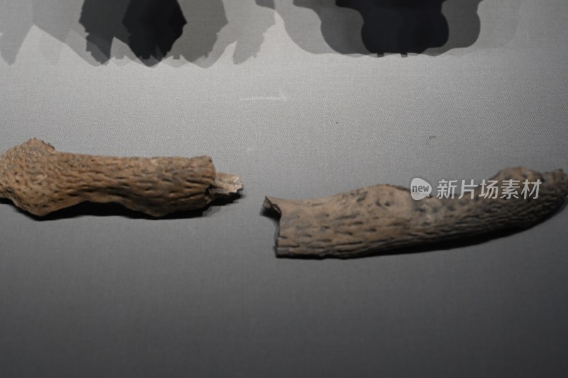 展示两根古老的木头残段