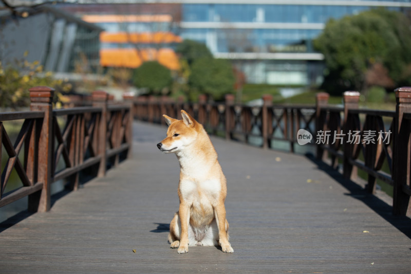 一只坐在栈道上的柴犬