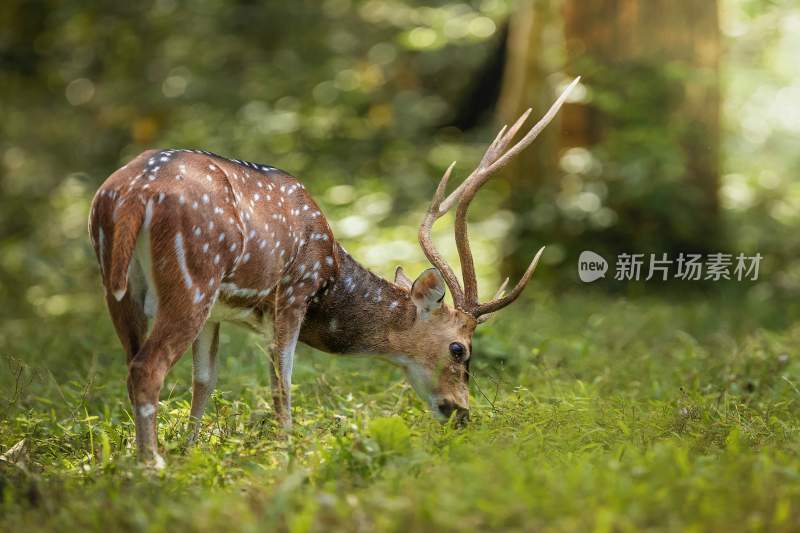 野生动物鹿