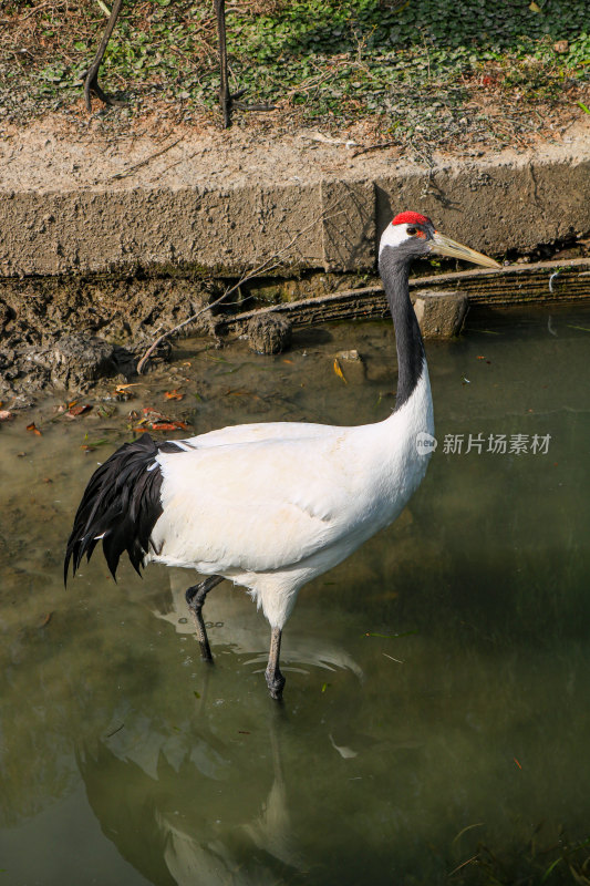 湖中的丹顶鹤特写