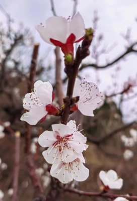 盛开的杏花特写，展现春日生机