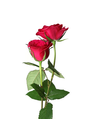 一束红色玫瑰花的白底图