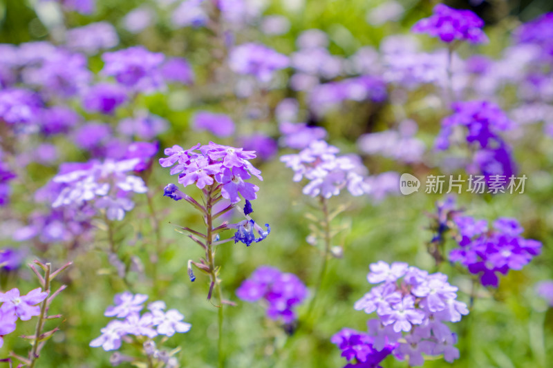 盛开的五颜六色的花朵