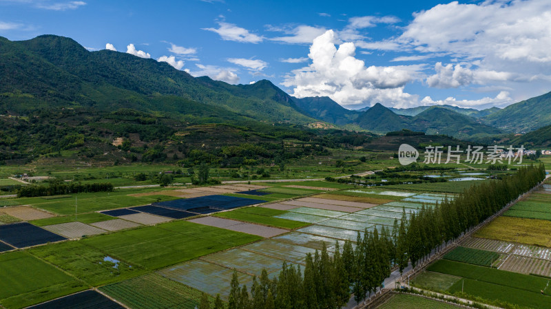 水稻种植基地，大面积的水稻田航拍