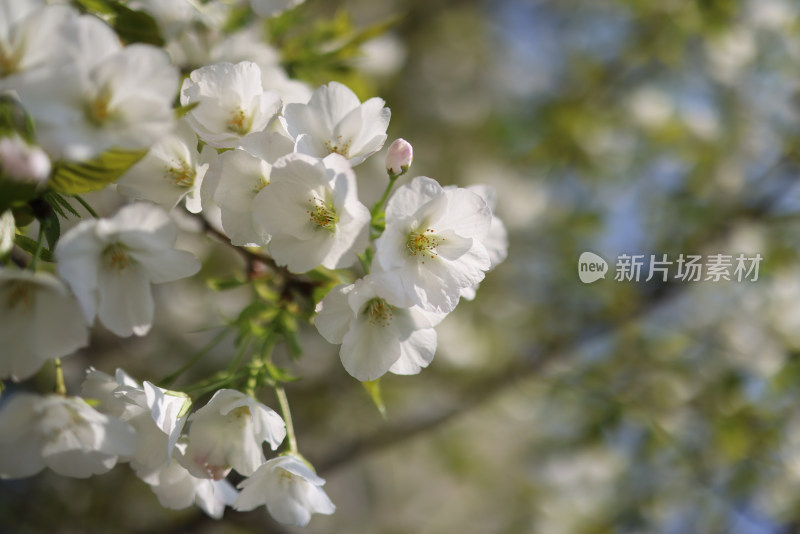 春天盛开的梨花特写