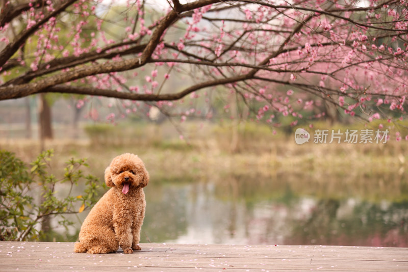 一只坐在梅花树下的泰迪犬