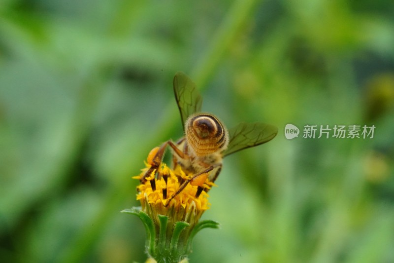 草丛中以花蜜为食的昆虫