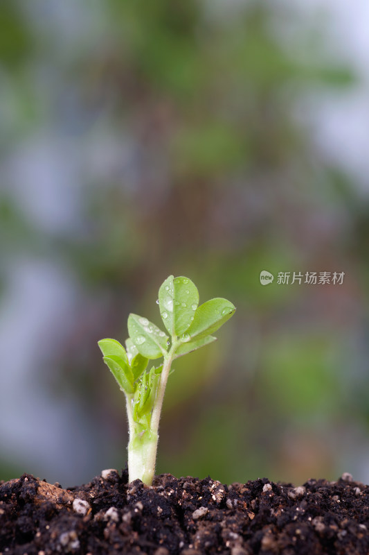 春天生长的嫩芽