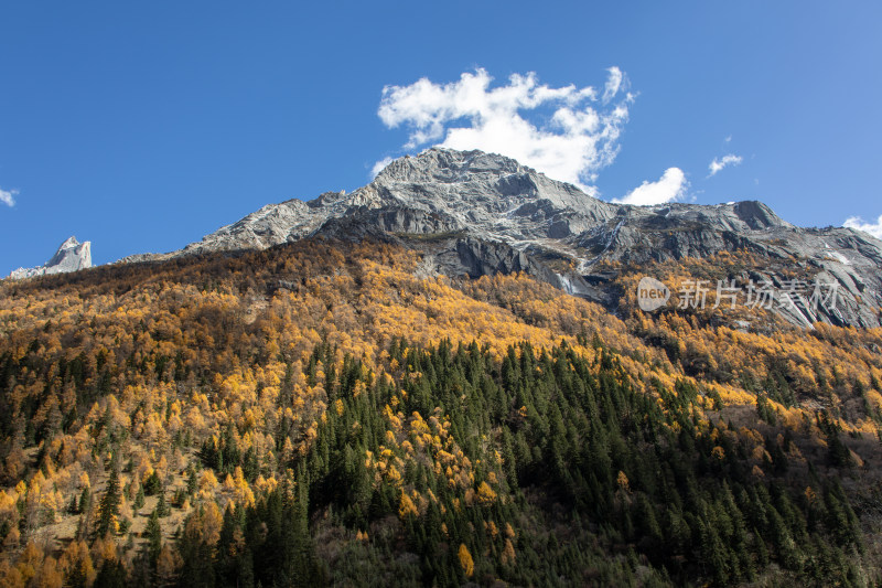 川西秋色，雪山与金色山林