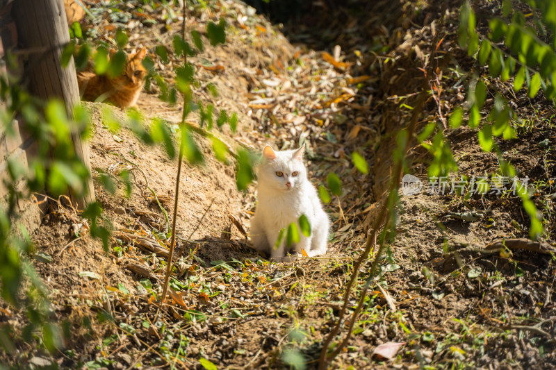 白猫在乡村土地上休息坐立