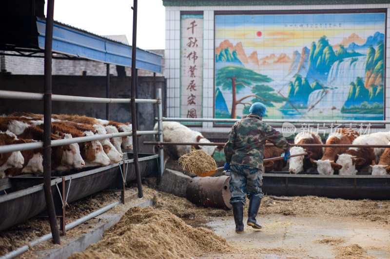 养牛工人正在给小牛喂饲料