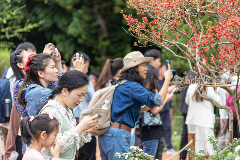 深圳仙湖植物园花展