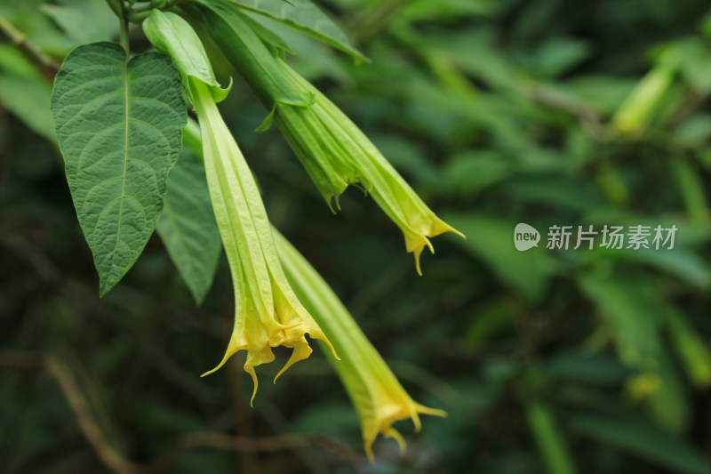 曼陀罗植物花开