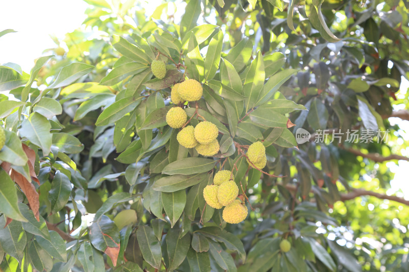 挂满荔枝的荔枝树