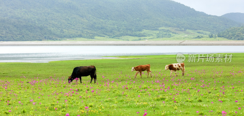 文海丽江风景