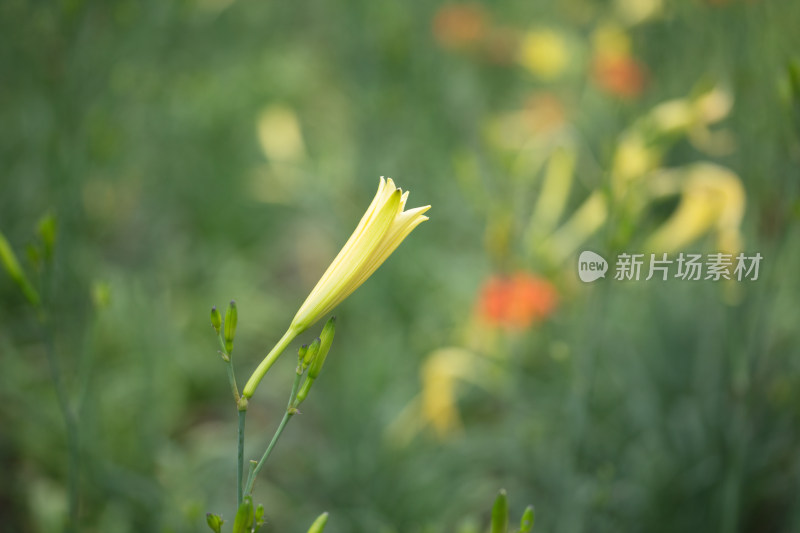 种植的黄花菜