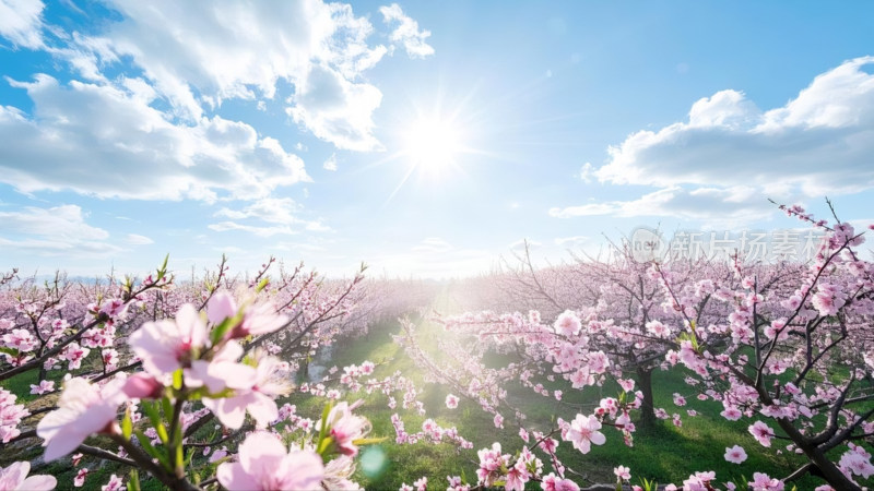 春暖花开美丽乡村 大场景