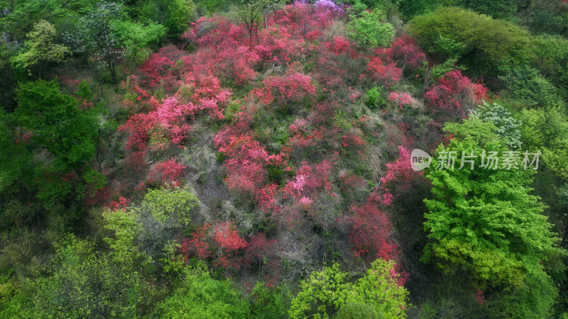 杭州余杭鸬鸟山顶杜鹃花春天映山红航拍