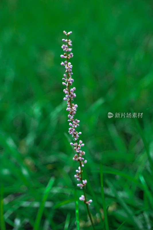 野花山麦冬