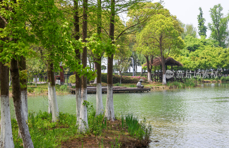 昆山巴城生态湿地公园的春天