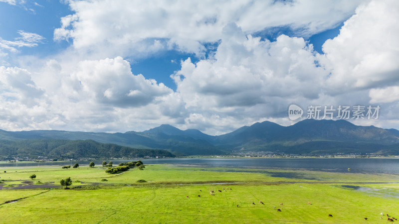 丽江拉市海湿地公园夏天的草地牛羊野鹤飞鸟