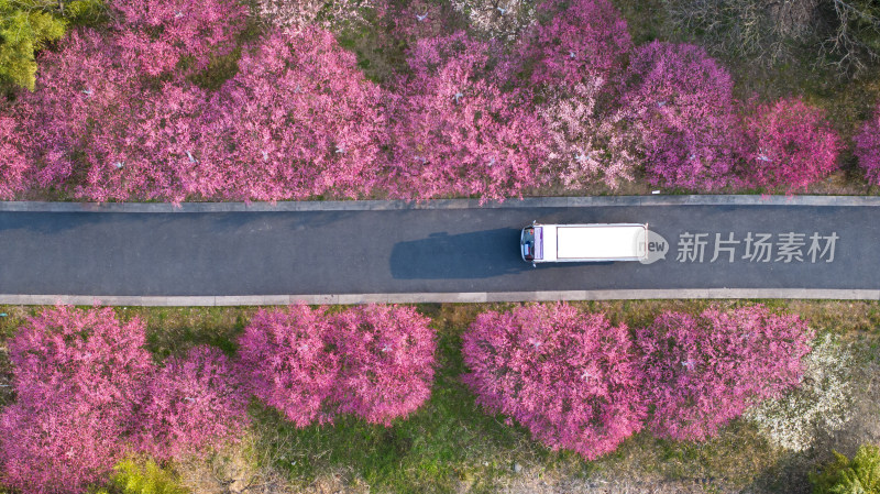 春天开满鲜花的道路公路前进的道路车辆行驶