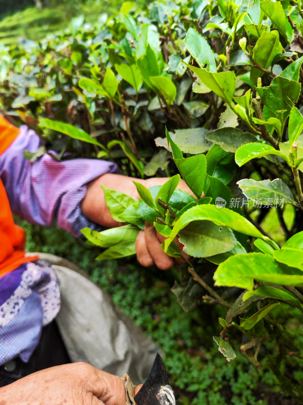 采茶人在茶林中采摘茶叶的场景