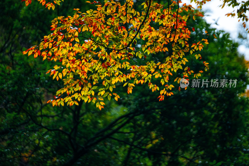 四川光雾山森林美景