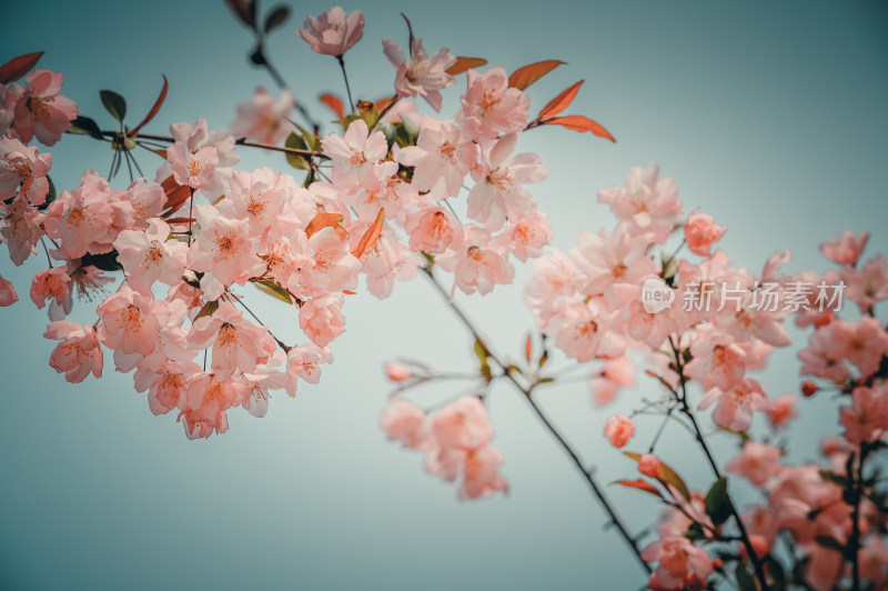 春天海棠花美丽绽放