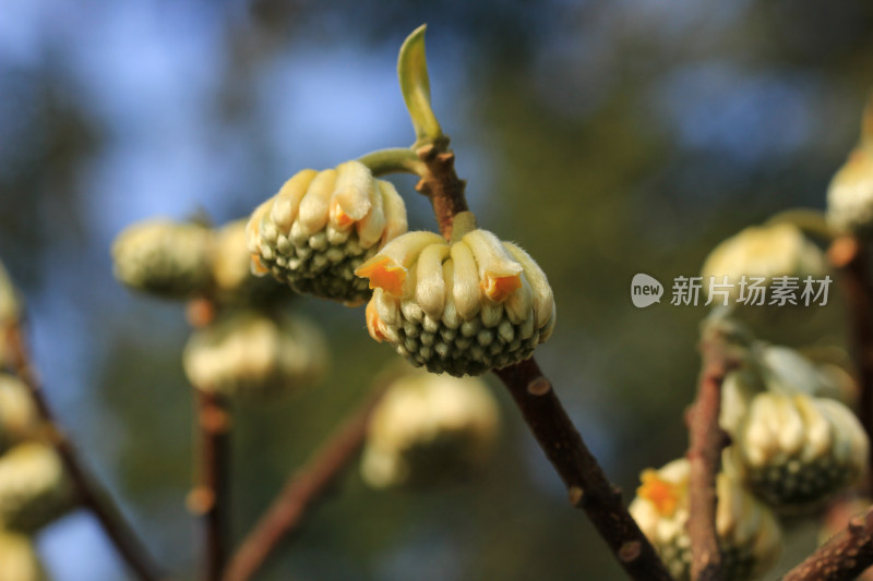 结香花花蕾实拍素材