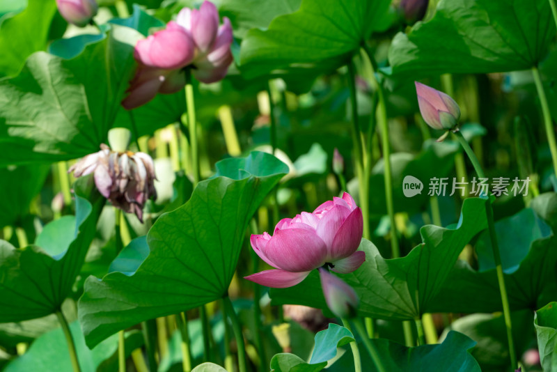 夏天池塘的荷花