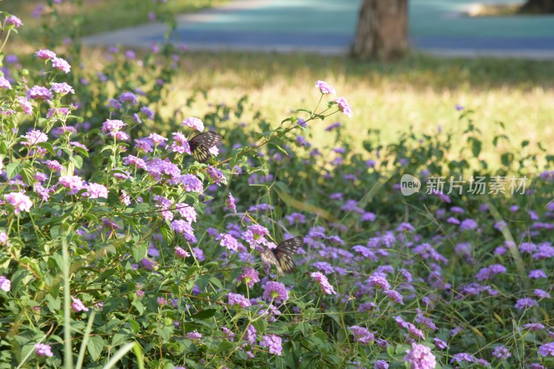 广东东莞：蝶恋花