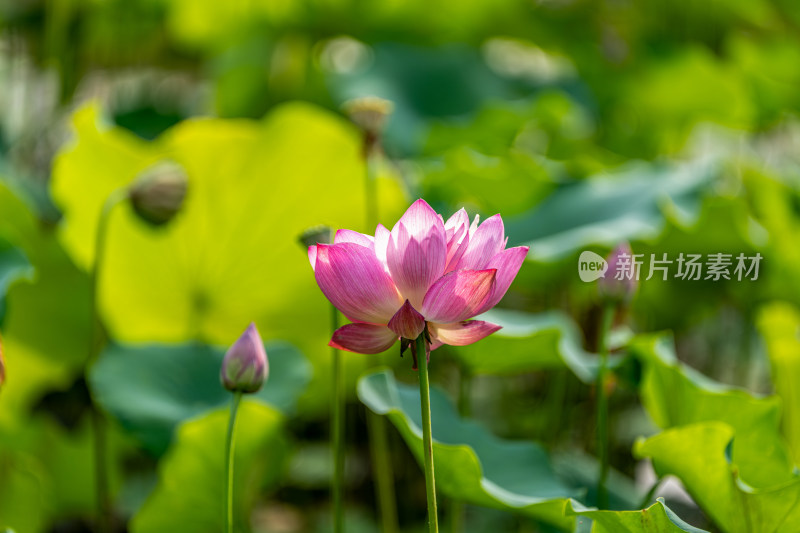 夏天荷花盛开特写